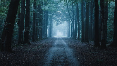 Forest, path, trees, nature, leaves Forest, Path, Trees, Nature, Leaves