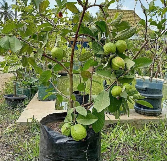bibit jambu kristal siap berbuah bisa cod Blitar