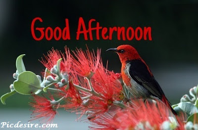 Best 50 Good Afternoon Images 2020 || Good Afternoon Images for Whatsapp Best 50 Good Afternoon Images 2020 || Good Afternoon Images for Whatsapp