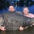 إصطياد أكبر سمكة "Giant barb"في العالم بوزن خيالي إصطياد أكبر سمكة "Giant barb"في العالم بوزن خيالي