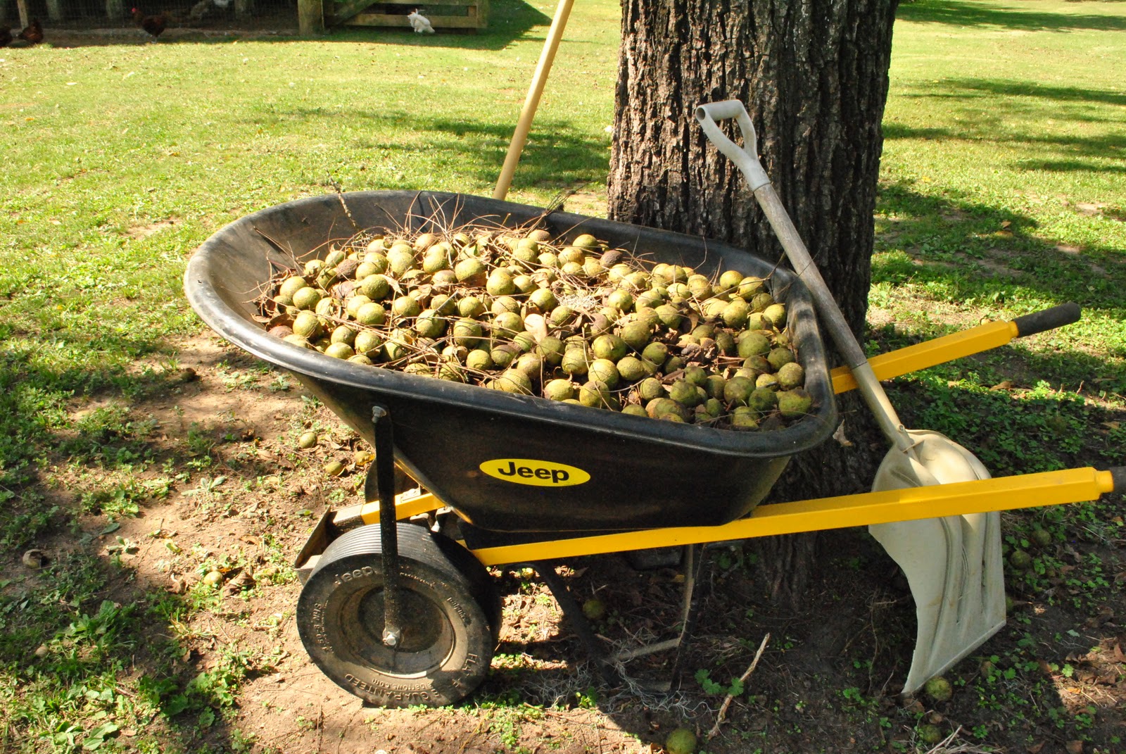 Walnut Grove Farm The Walnuts are Falling