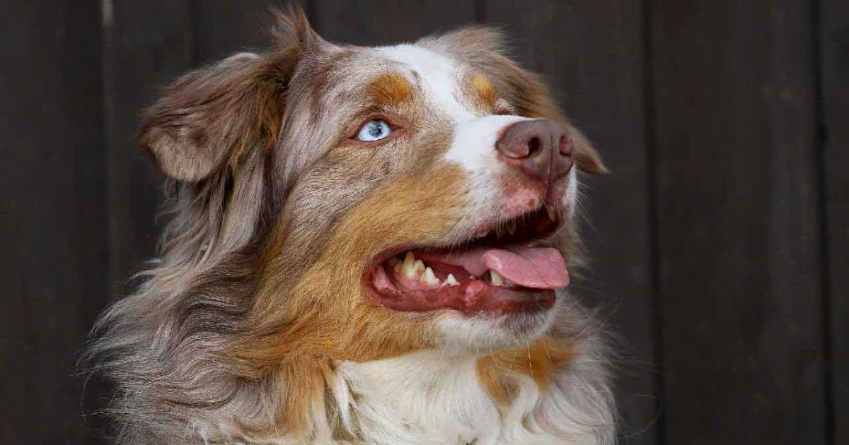 Est-ce que le Berger Australien est gentil ?