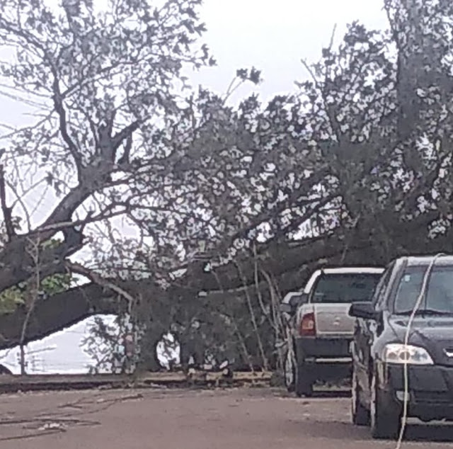 Queda de árvore atinge carro e motocicleta e deixa bairro sem energia elétrica em Álvares Machado Queda de árvore atinge carro e motocicleta e deixa bairro sem energia elétrica em Álvares Machado
