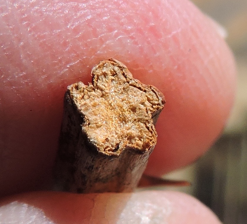 Springfield Plateau Blackberry Seed Gall