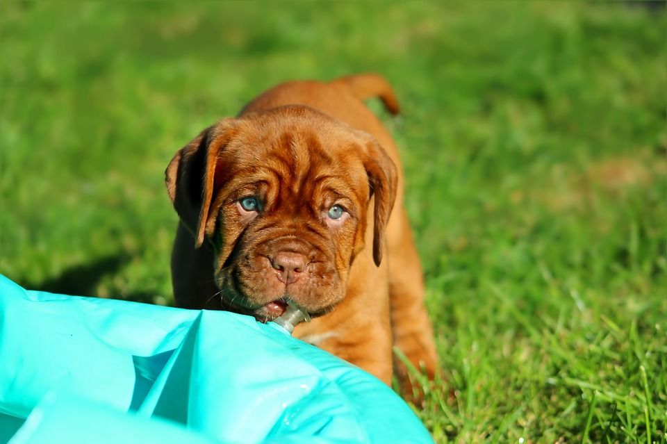 What Is The Number 1 Dog