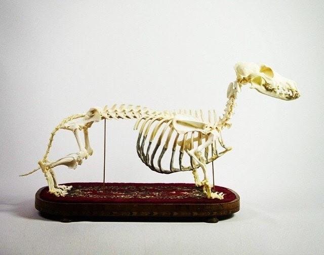 Terrierman's Daily Dose Dachshund Skeleton