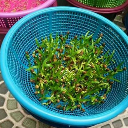 Cara Mudah Tanam Kangkung Organik di Rumah Hanya dengan Menggunakan Baskom