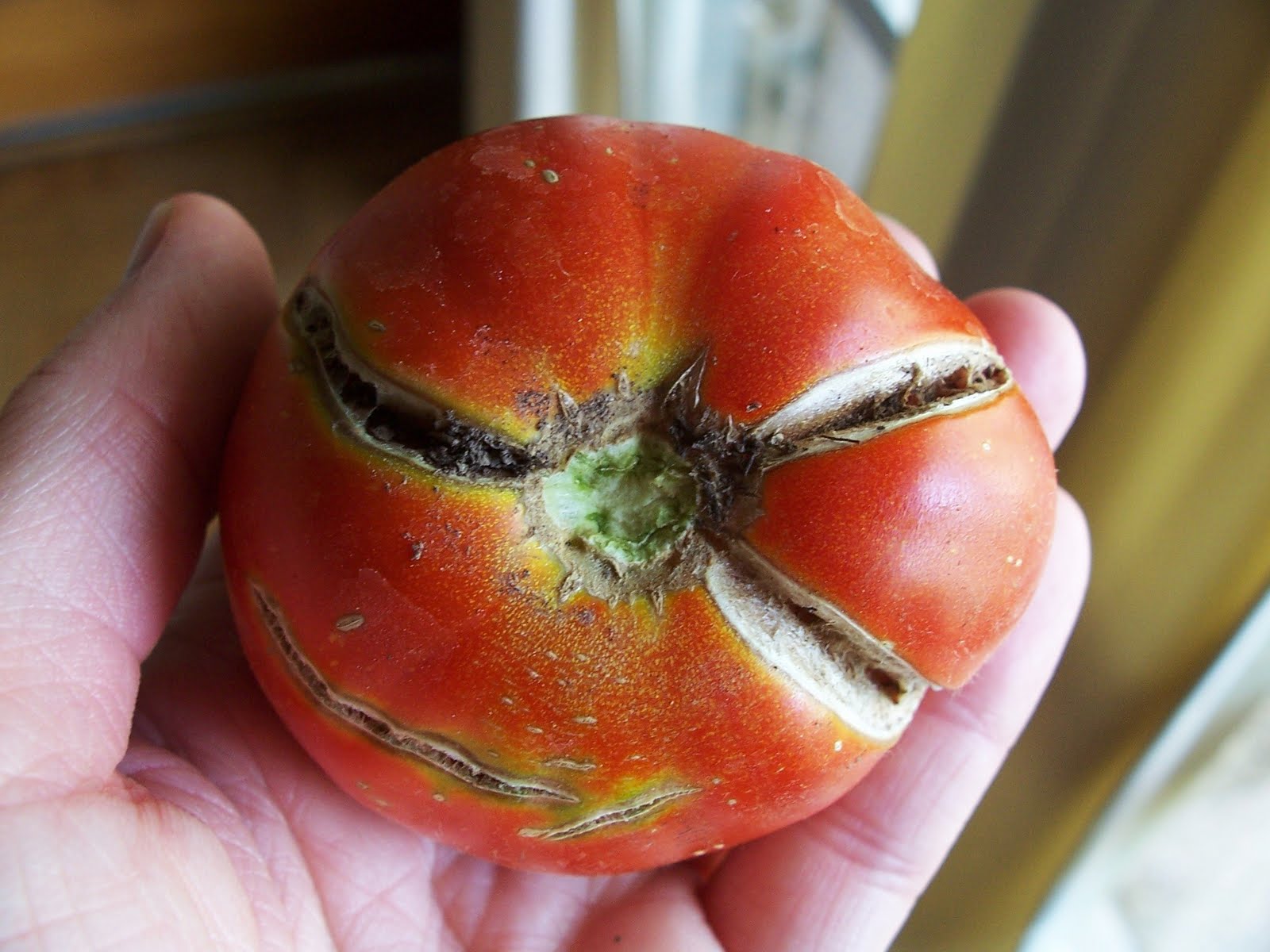 Ugly ripe tomato plants