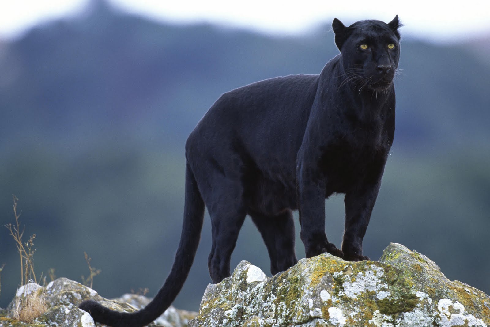 panther vs mountain lion