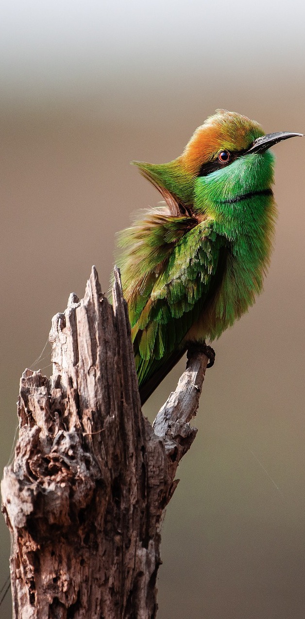 Picture of a bee-eater bird.