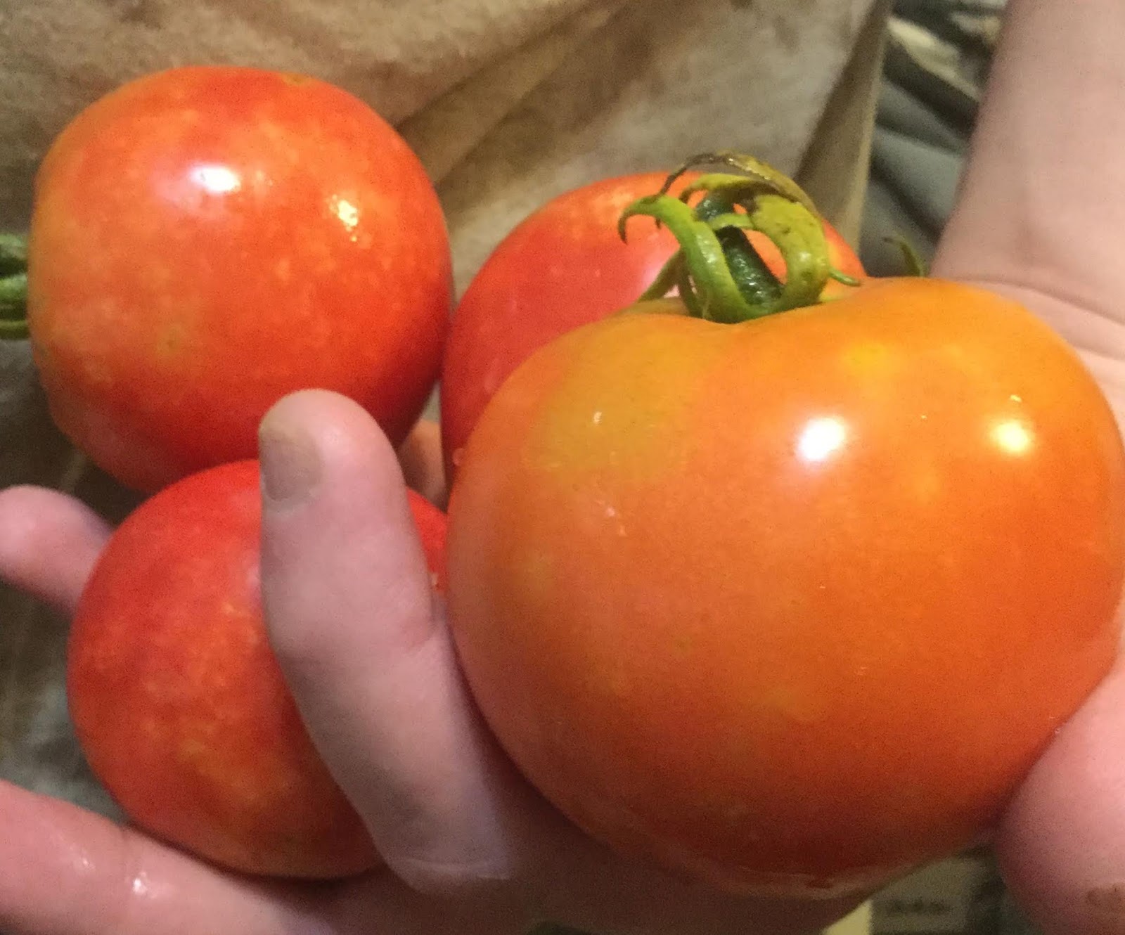 Countrified Hicks How To Freeze Tomatoes