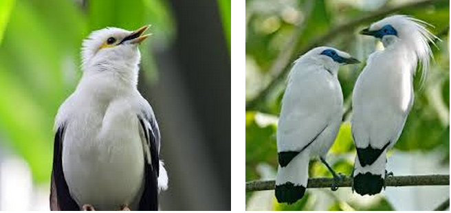 Peraturan Perijinan Penangkaran Jalak Putih Dan Bali Kicau Mania