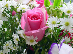 rose flower pink wallpapers flowers roses background gm desktop bud single pakistan rosebud favorite bing