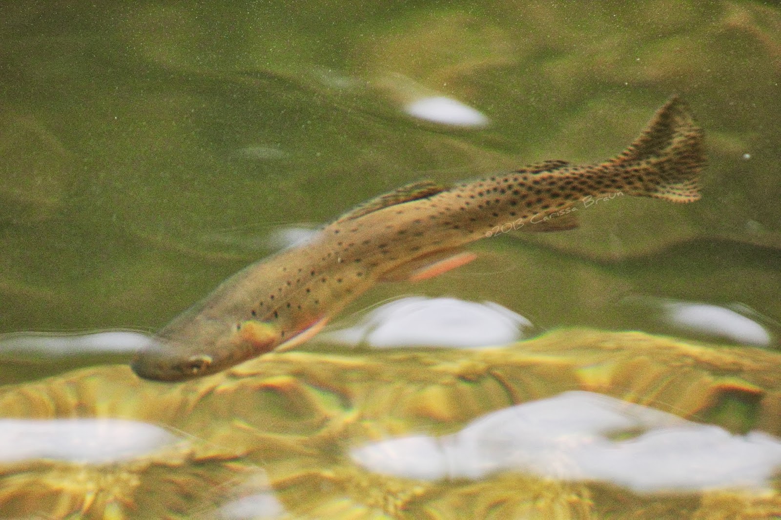Nature Photography and Facts Brown Trout