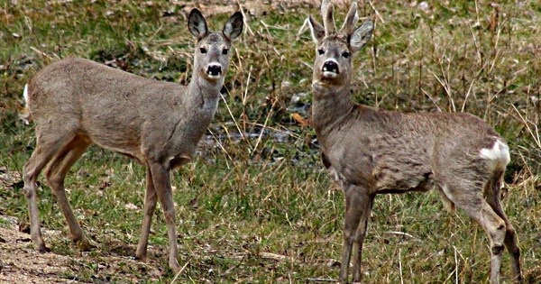 Karaca Nedir Nasil Bir Hayvandir Nerede Yasar Ozellikleri Hakkinda Bilgi Big Bilgi