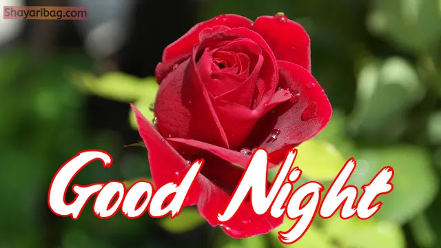Good Night Flowers Red Rose Good Night Flowers Red Rose