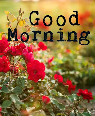 Good Morning Images Good Morning Images