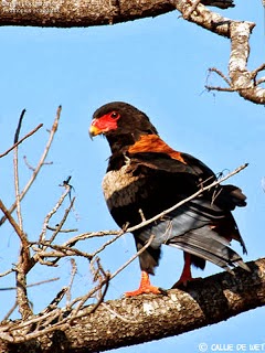 Bateleur