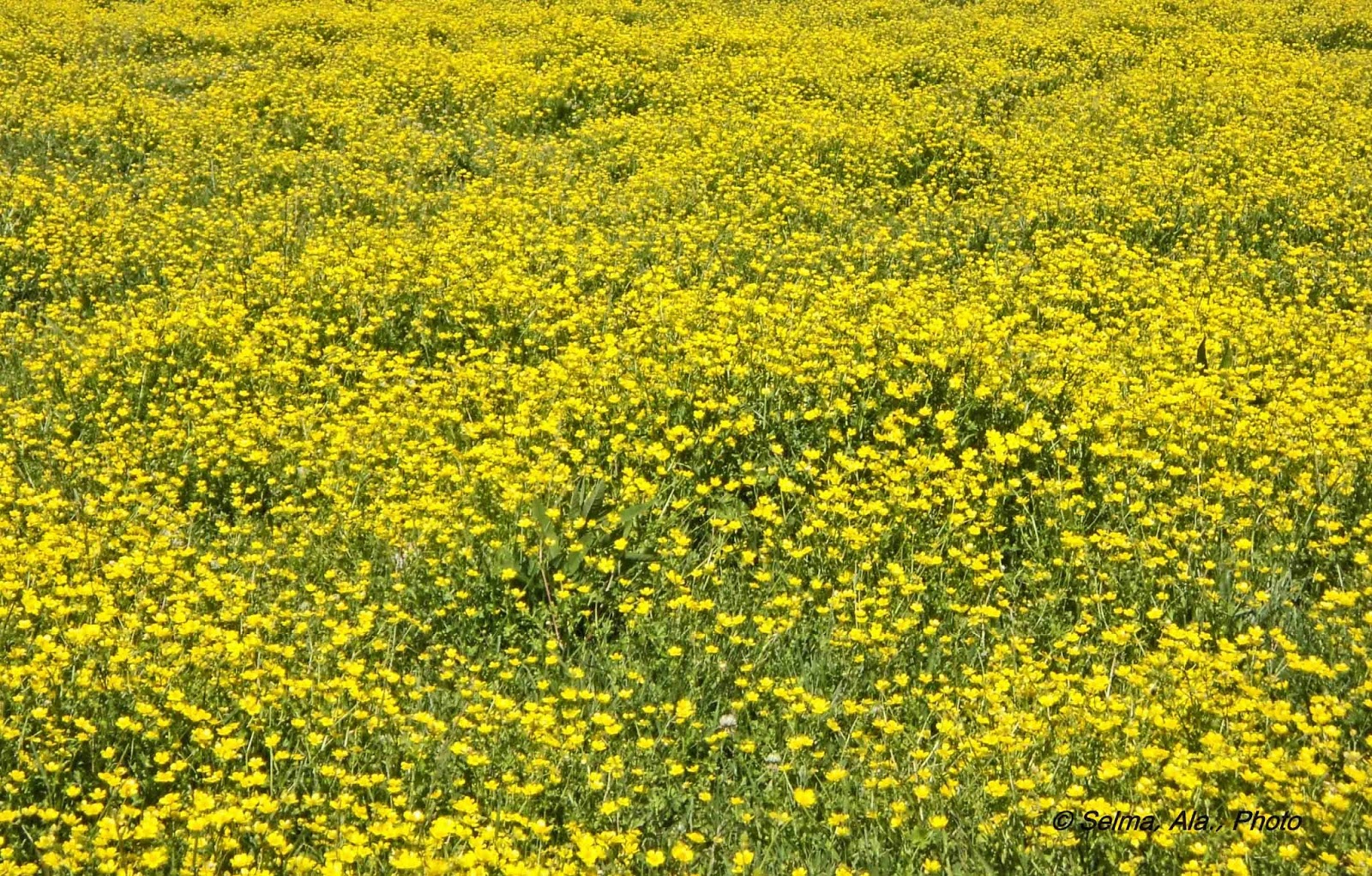 Selma, Ala. Daily Photo Field of Prairie Buttercups
