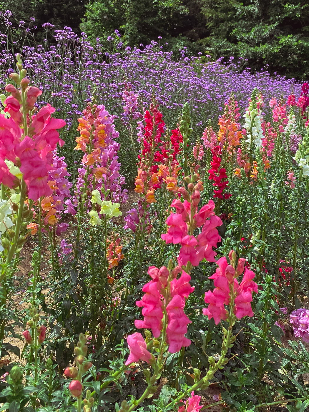 Snapdragon, summer garden flowers, blooming flowers, summer flowers that bloom Snapdragon, summer garden flowers, blooming flowers, summer flowers that bloom