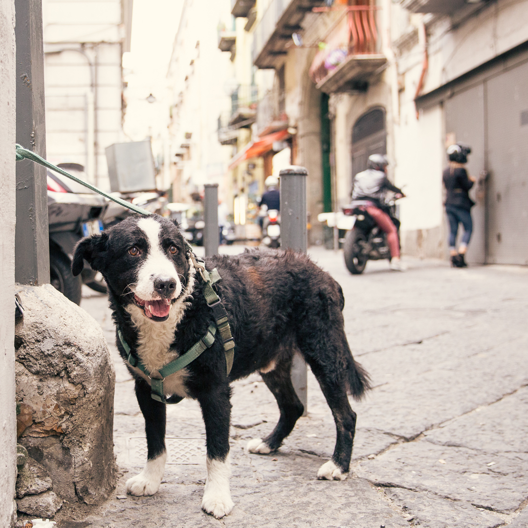 RIVIERA DOGS All tied up