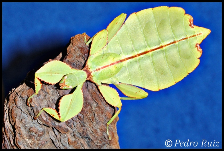 Ninfa hembra L6 de Phyllium philippinicum, 6,2 cm de longitud Ninfa hembra L6 de Phyllium philippinicum, 6,2 cm de longitud