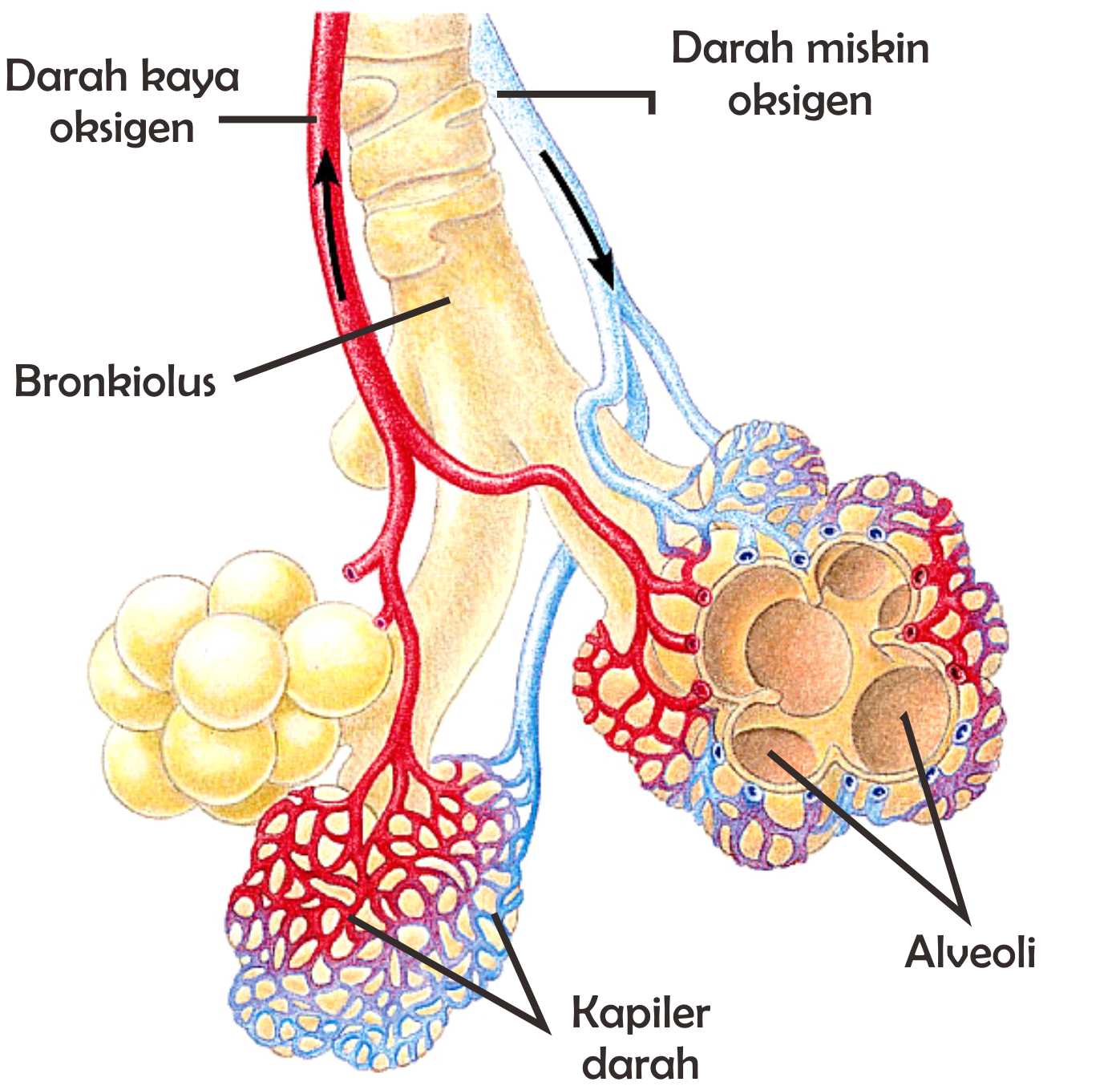 Gambar Bronkiolus Dalam Sistem Pernapasan