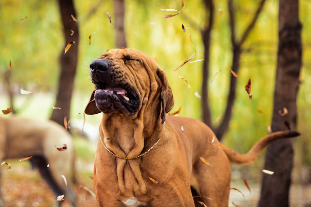 Why Does My Dog Keep Sneezing? – Possible Causes and Solutions