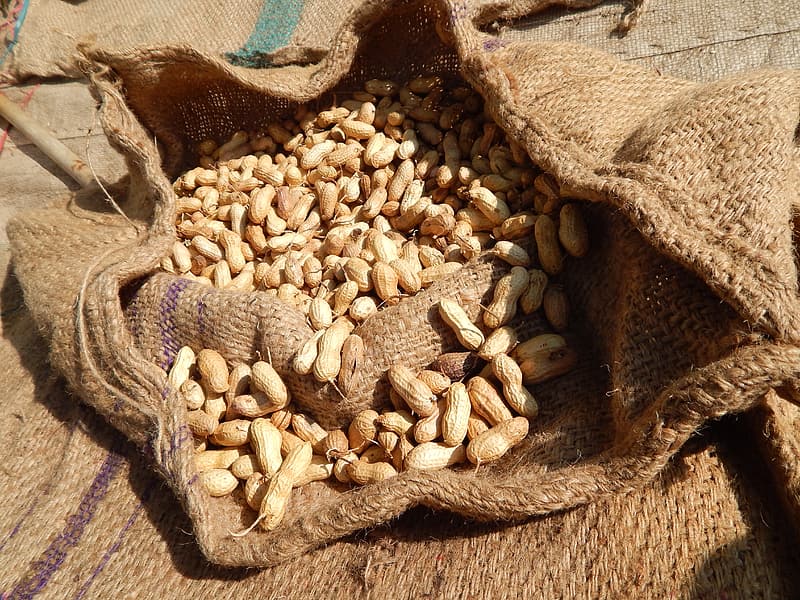 Agriculture in India Peanut crop minimum support prices msp rise by Rs 20 to Rs 25 per 20kg