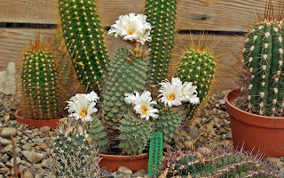 http://fotobabij.blogspot.com/2015/03/kaktus-strombocactus-disciformis-cactus.html