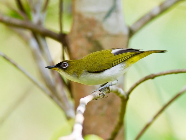 Daftar Harga Burung Pleci Kacamata Tahun 2019 Kicauan Burung