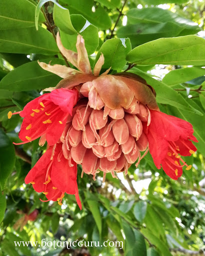 Brownea grandiceps, Scarlet Flame Bean, Rose of Venezuela flower