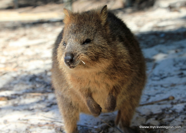 Rottnest Island: Where to Find the Happiest Animal in the World ~ My  Traveling Joys
