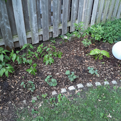 Toronto Riverdale New Backyard Garden Makeover After by Paul Jung Gardening Services--a Toronto Organic Gardener