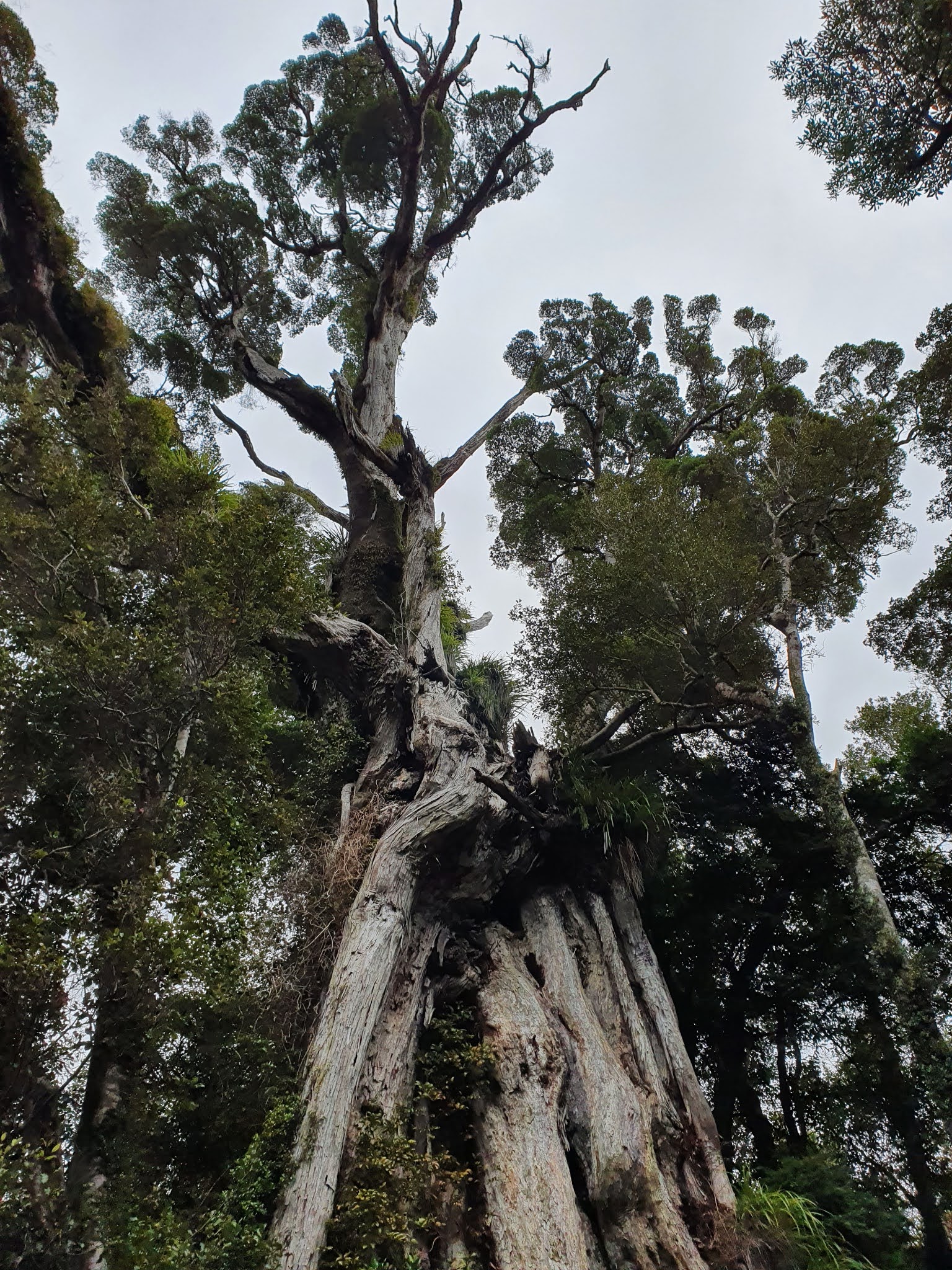 Biking and tramping trip blogs: The Giantest rata