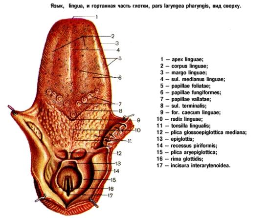 Строение языка человека анатомия рисунок с подписями