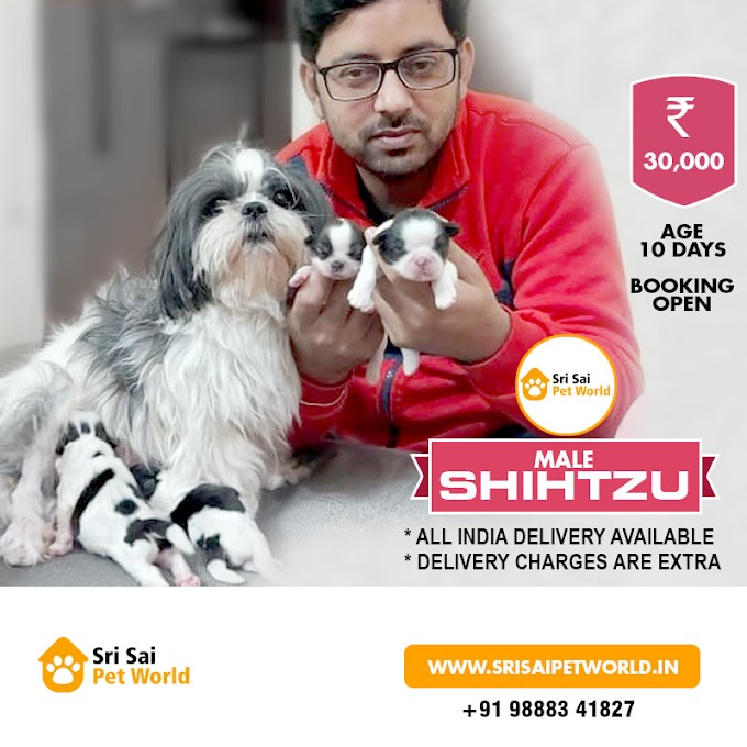 Shih Tzu Puppies | Zuzu X Diesel | Shihtzu puppy in India | Shihtzu puppy in Punjab