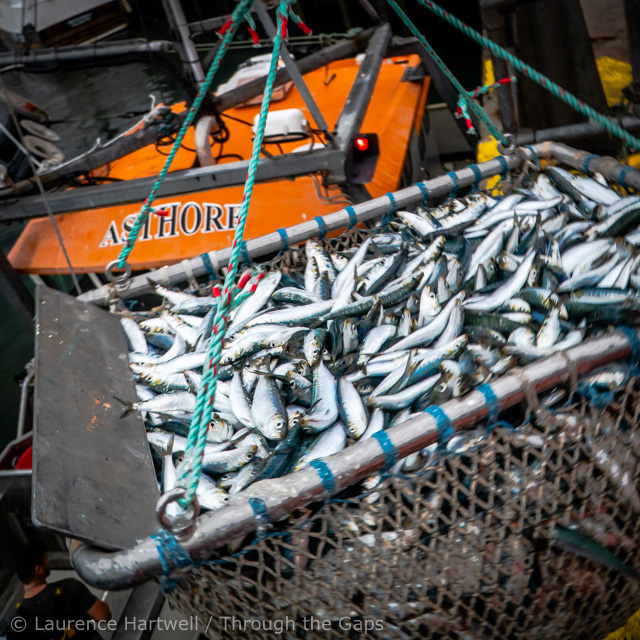 Through the Gaps! Newlyn Fishing News Sardines galore in Newlyn