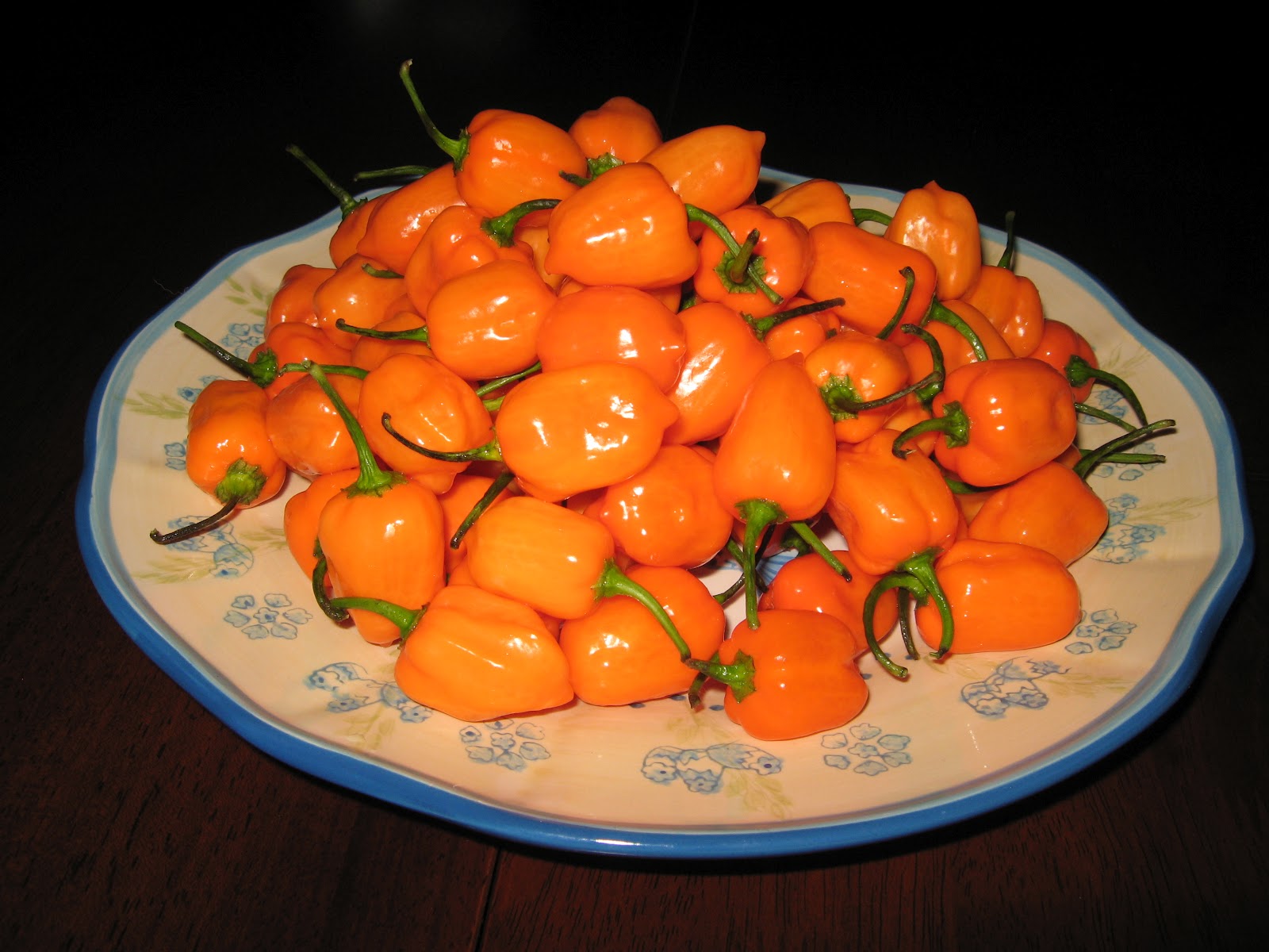 Extreme Hot Peppers: Orange Habanero