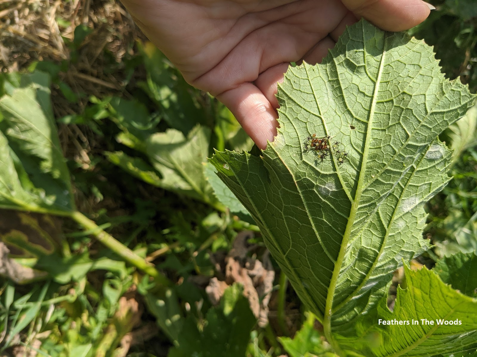 How to control squash bugs in the garden Feathers in the woods