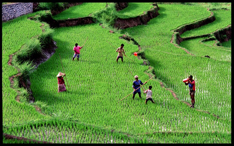 paddywork
