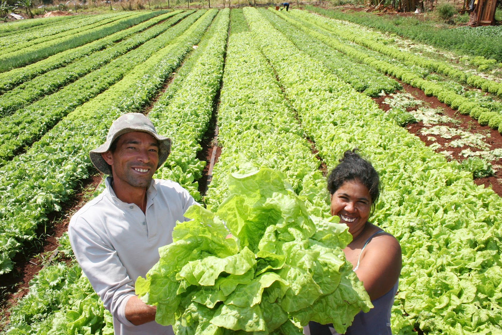 AGRO Jornal Região Sudeste é a que mais capta recursos para agricultura sustentável AGRO Jornal Região Sudeste é a que mais capta recursos para agricultura sustentável