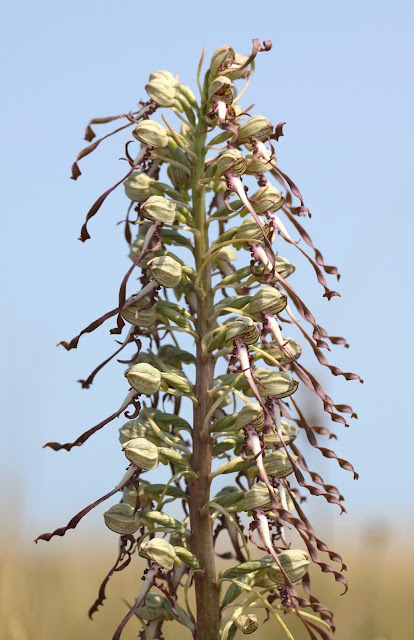 Lizard Orchid - Kent
