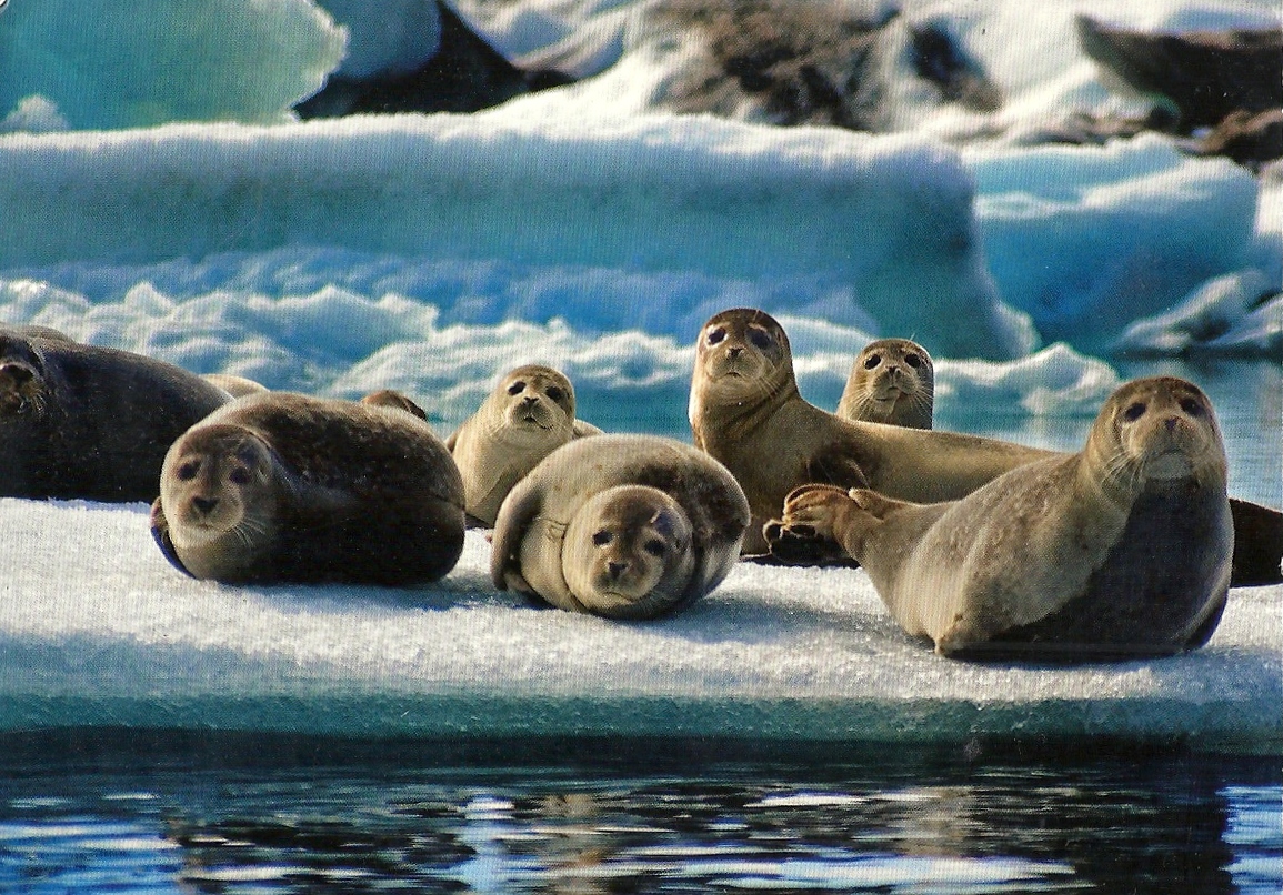 My collection of postcards Animals of Iceland