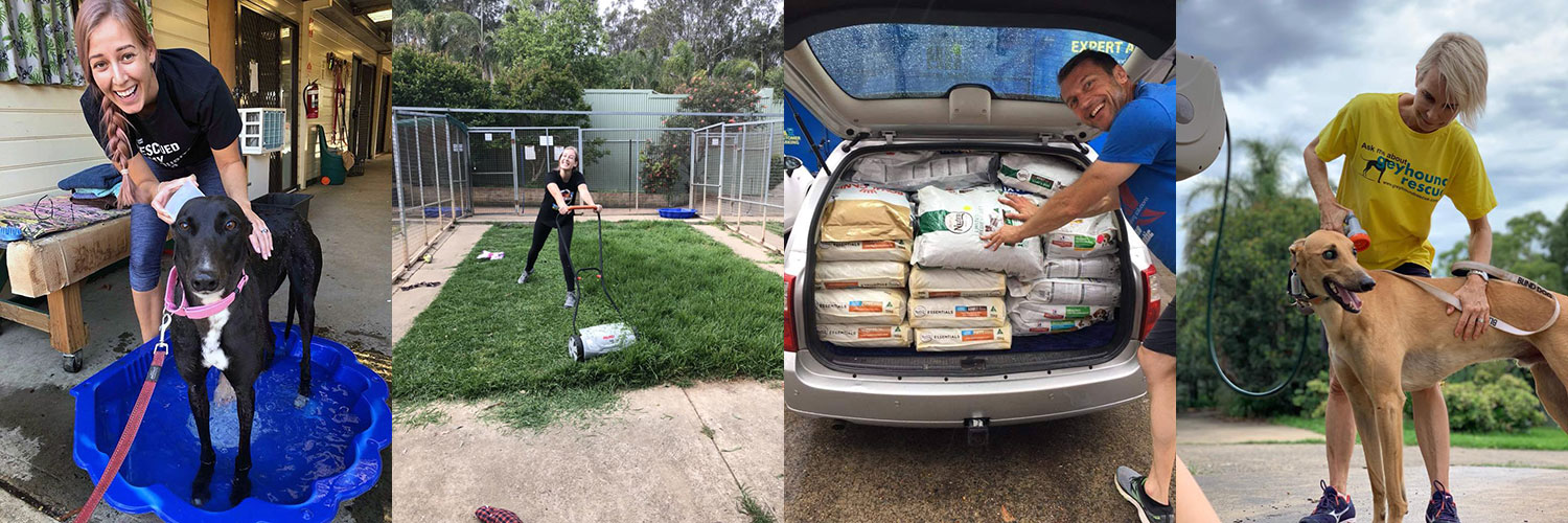 Greyhound Rescue named Finalist in 2019 Rescue Awards Australian Dog