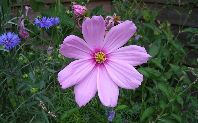 Roze bloem volop in bloei