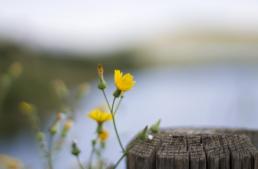 lejos ciudad zaragoza tranquera nuévalos flores