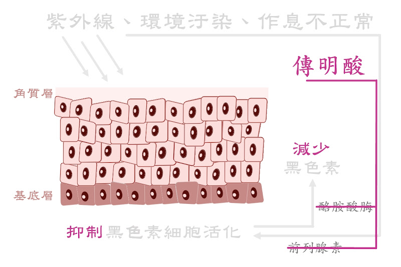 瑞桂傳明酸淨白精華液,傳明酸抑制黑色素細胞活性,減少黑色素生成與聚集