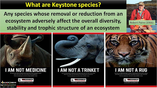 Keystone species definition with examples