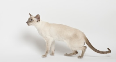 Siamese with kinked tail singapore